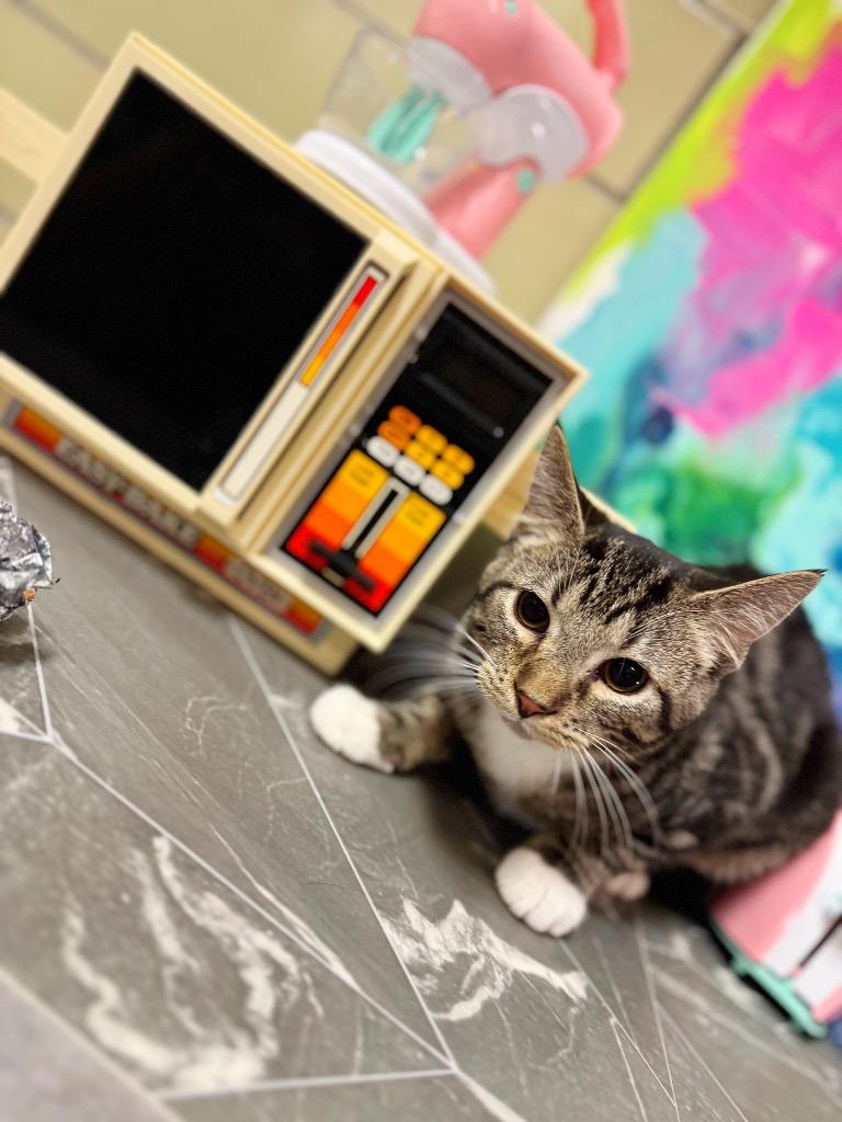 Enlarge Crockpot, a Adoptable mixed breed in Effingham, IL image 2/4