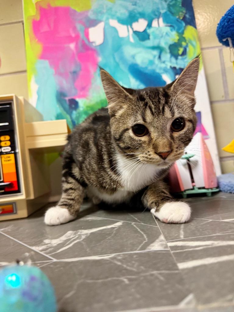 Enlarge Crockpot, a Adoptable mixed breed in Effingham, IL image 3/4