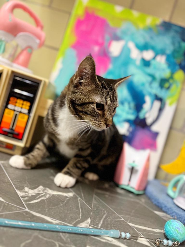 Enlarge Crockpot, a Adoptable mixed breed in Effingham, IL image 4/4