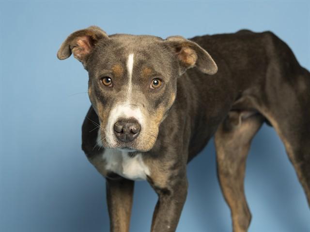 Enlarge LINUS, a Adoptable Pit Bull Terrier in Phoenix, AZ image 1/1