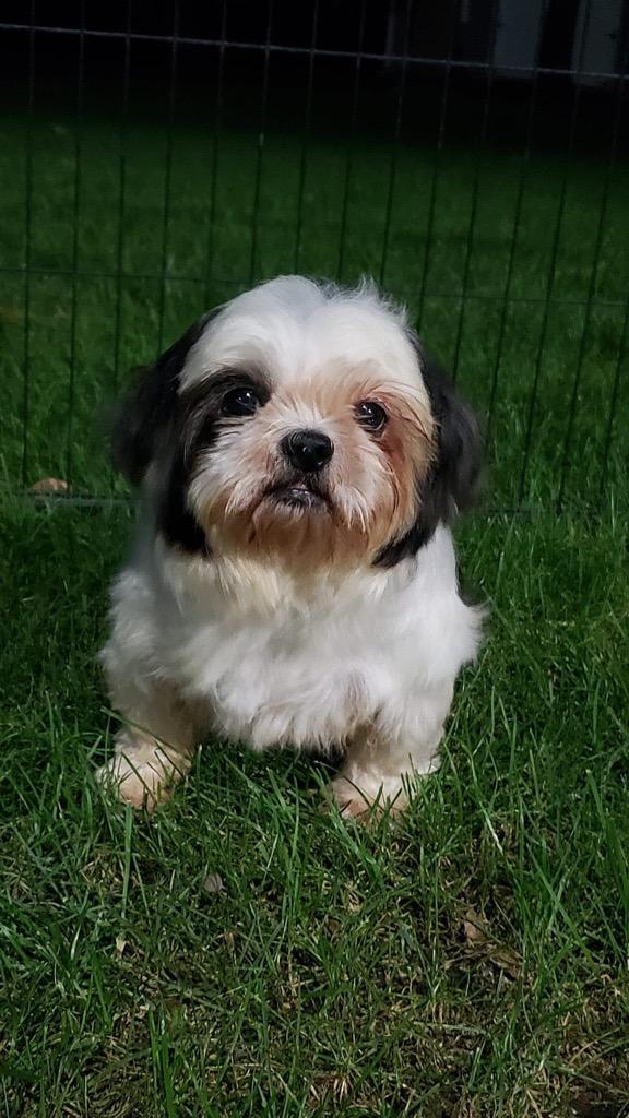 Enlarge Wilma, a Adopted Shih Tzu in Valparaiso, IN image 1/1