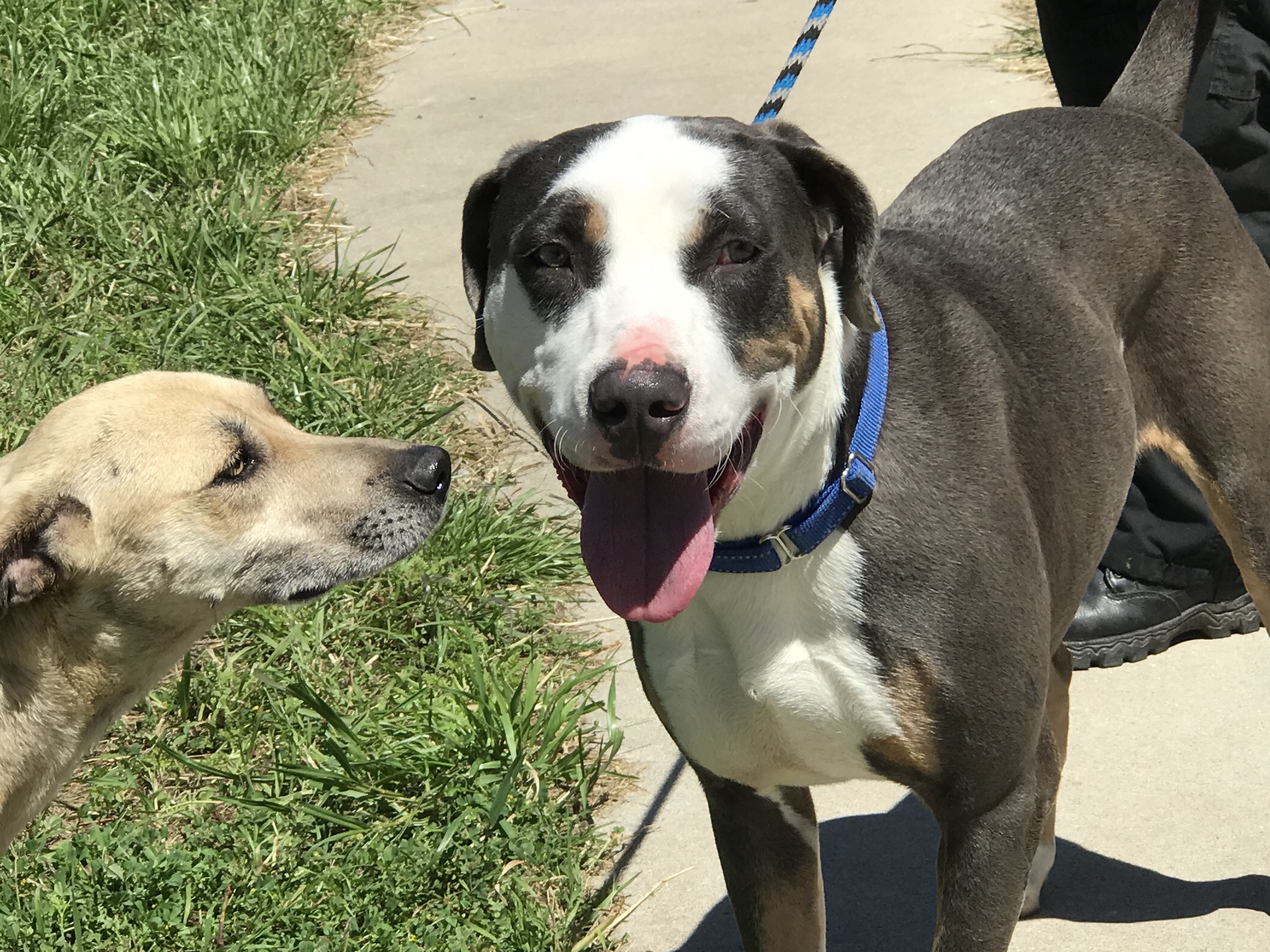 Bolt, Adoptable, Young Male Catahoula Leopard Dog.