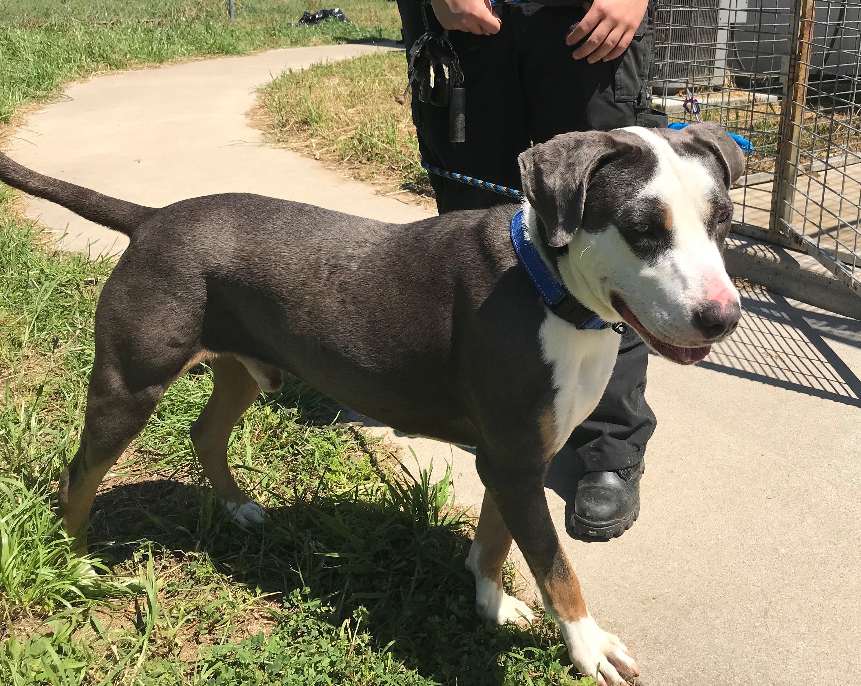Bolt, a Adoptable Catahoula Leopard Dog in Rockdale, TX image 3/12