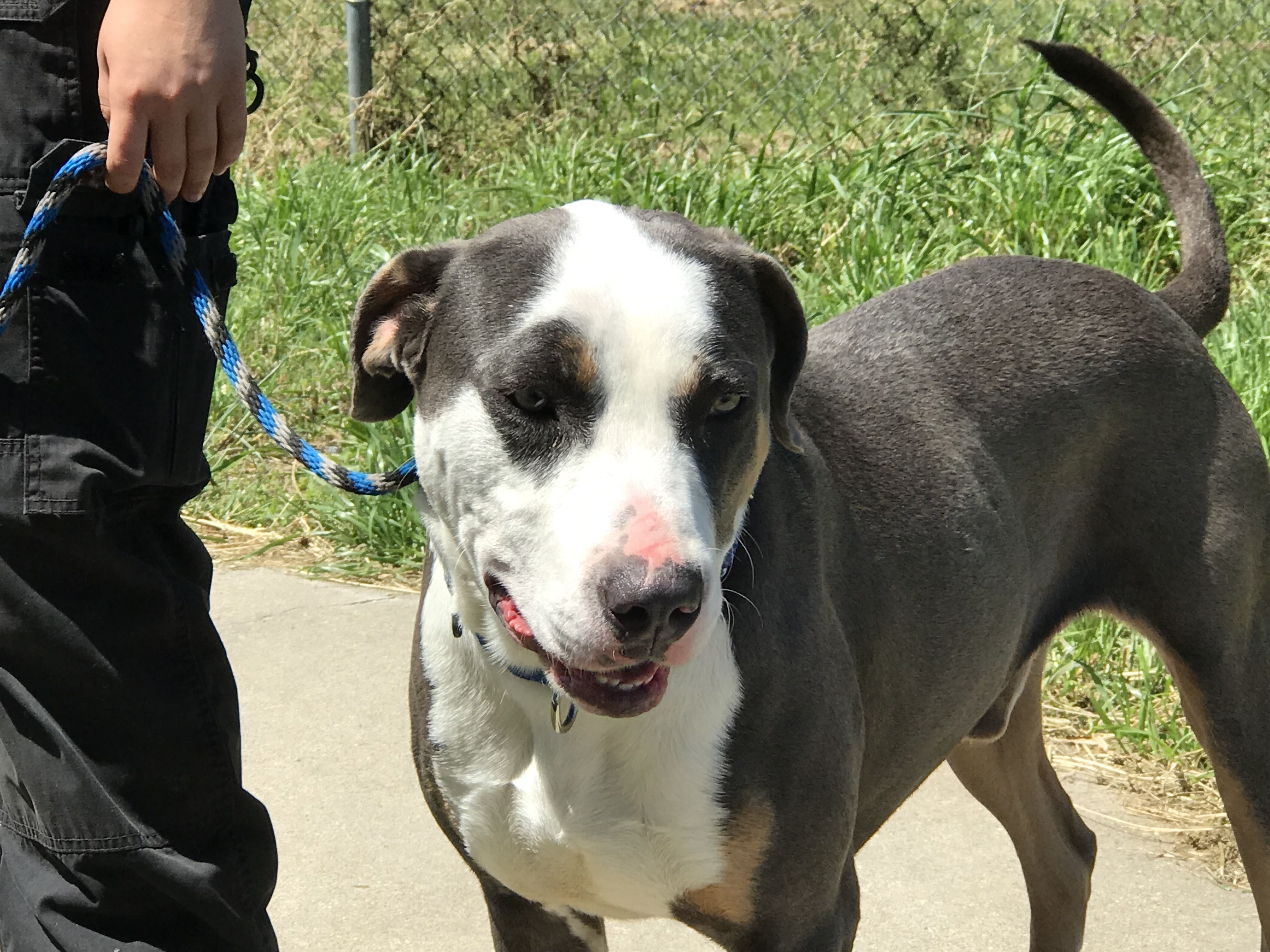 Bolt, a Adoptable Catahoula Leopard Dog in Rockdale, TX image 5/12