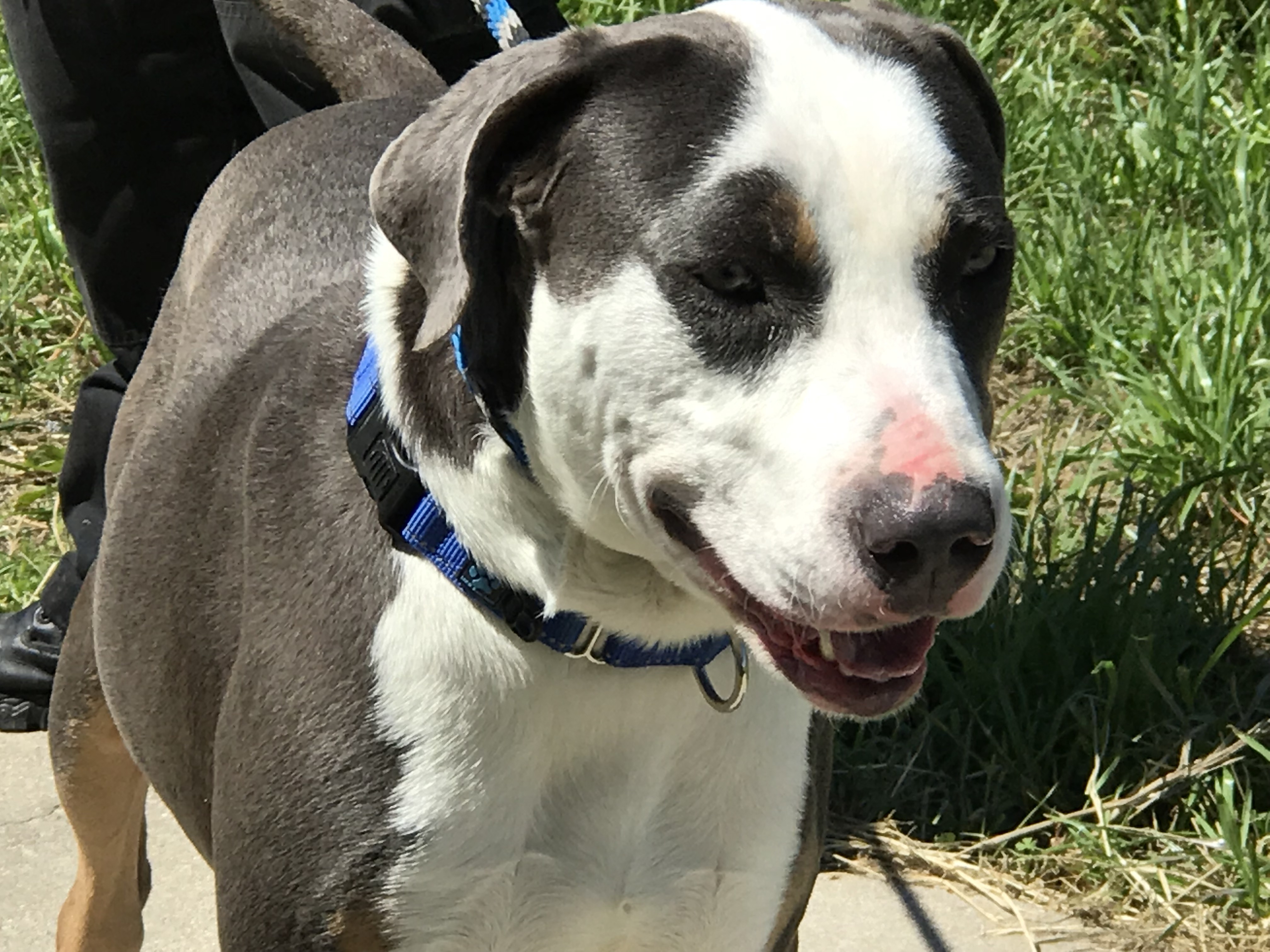 Bolt, a Adoptable Catahoula Leopard Dog in Rockdale, TX image 6/12