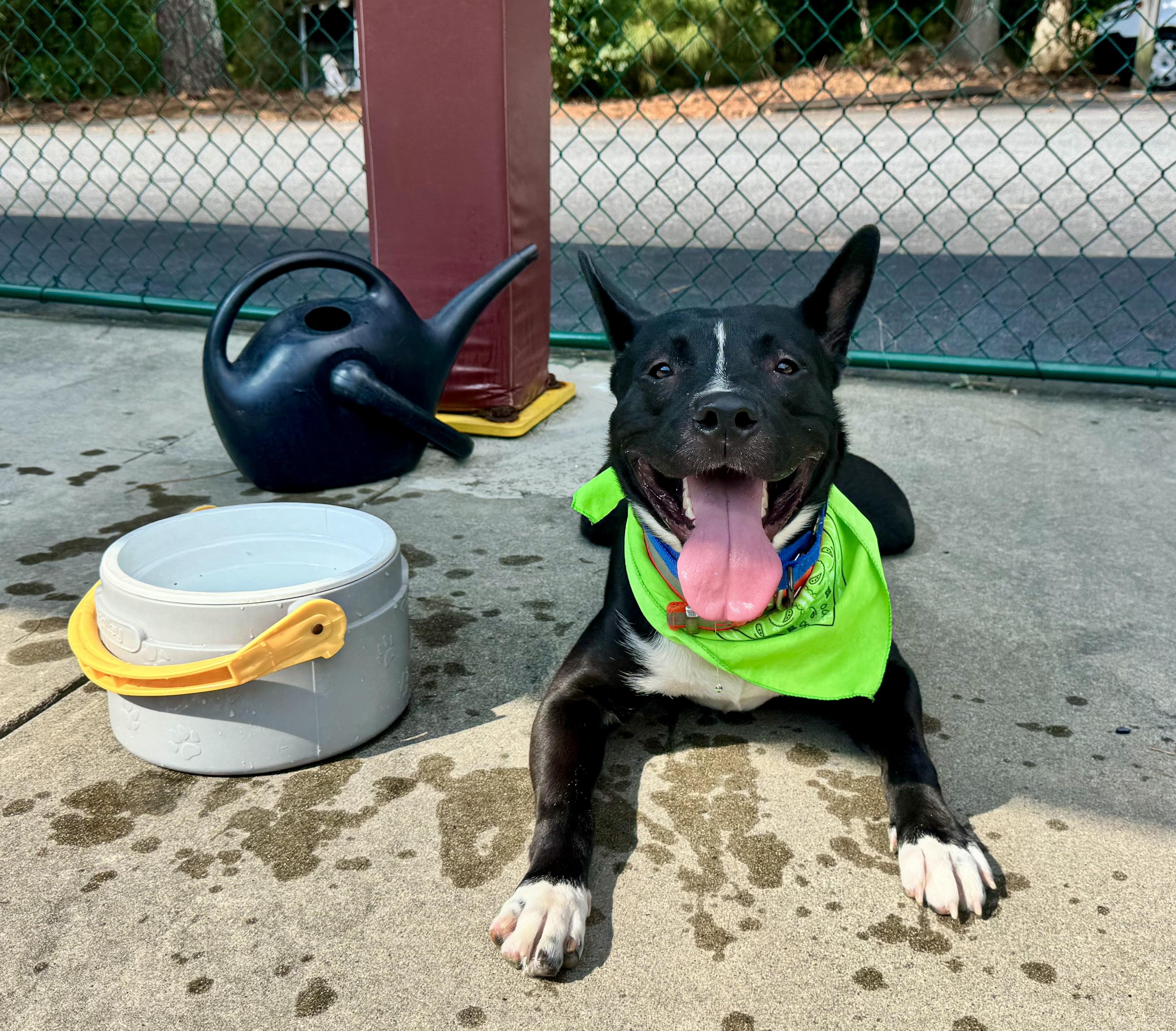 Enlarge Titan, a Adoptable mixed breed in Roswell, GA image 4/5