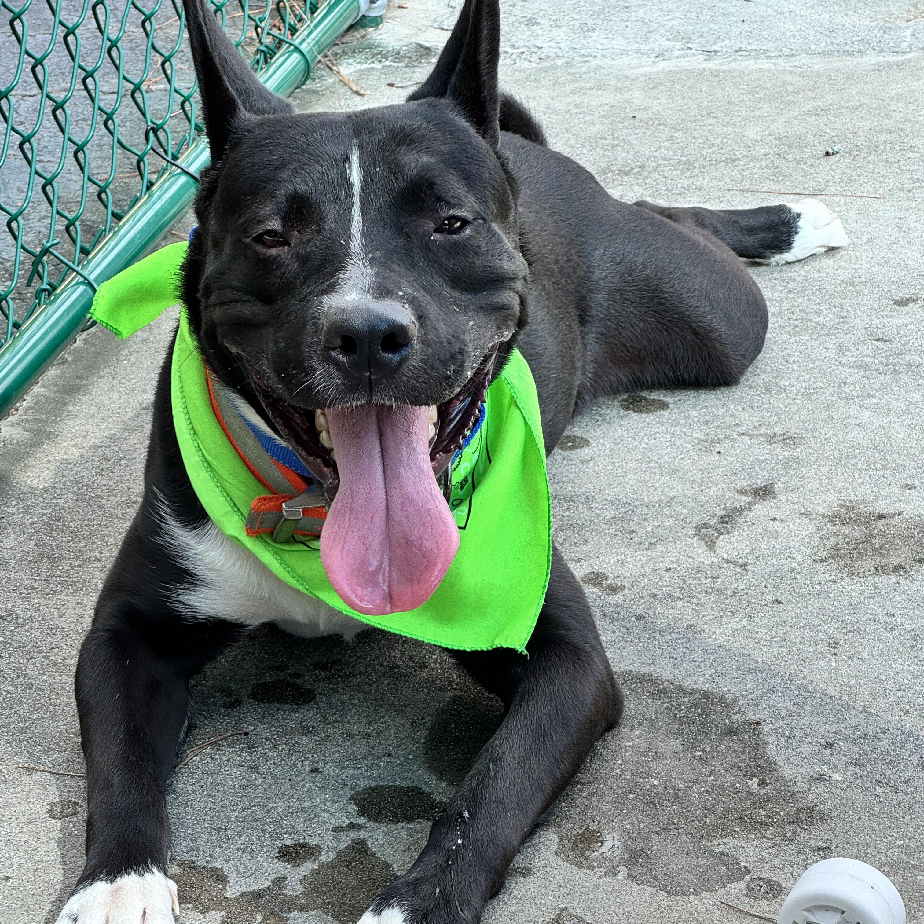 Enlarge Titan, a Adoptable mixed breed in Roswell, GA image 2/5