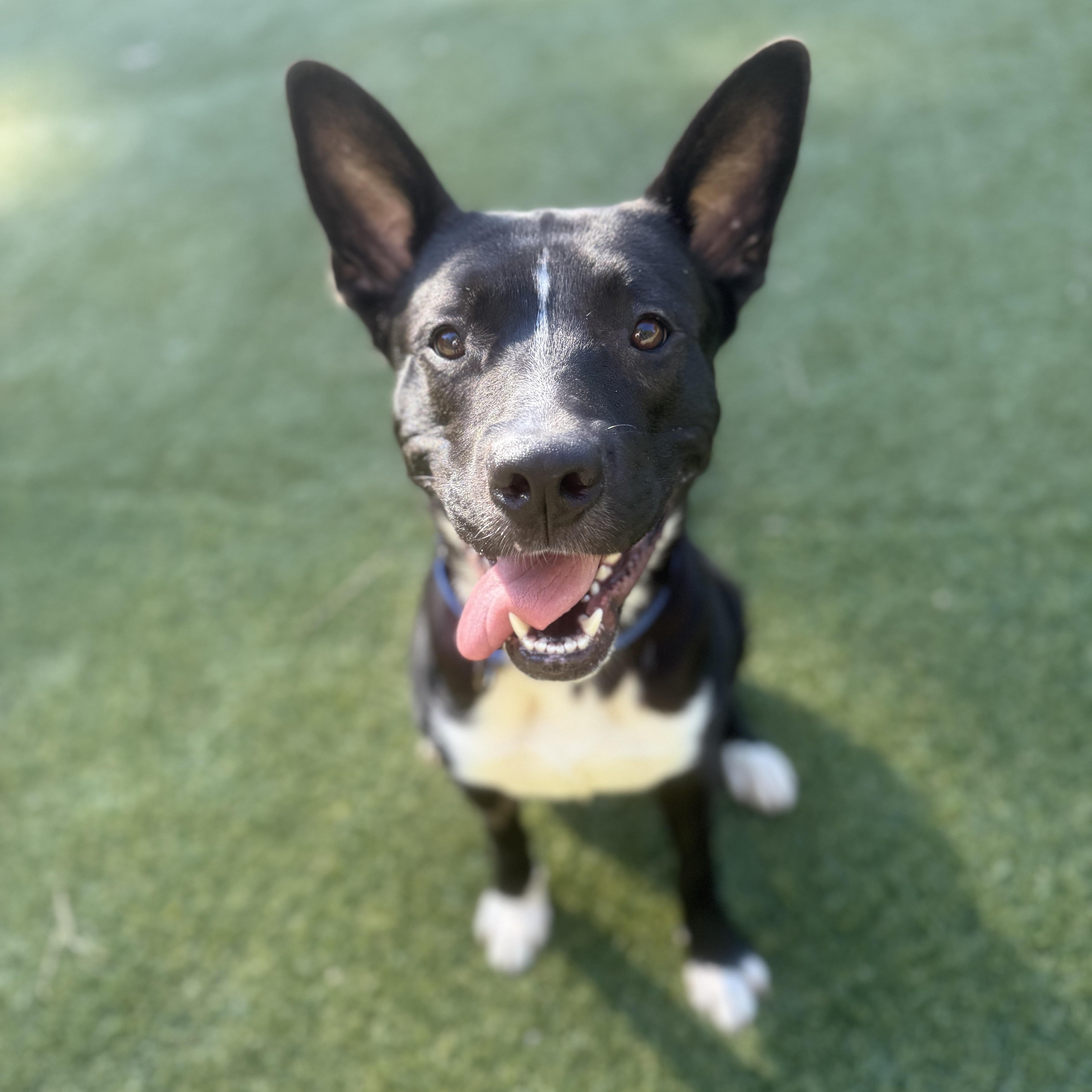 Enlarge Titan, a Adoptable mixed breed in Roswell, GA image 1/5