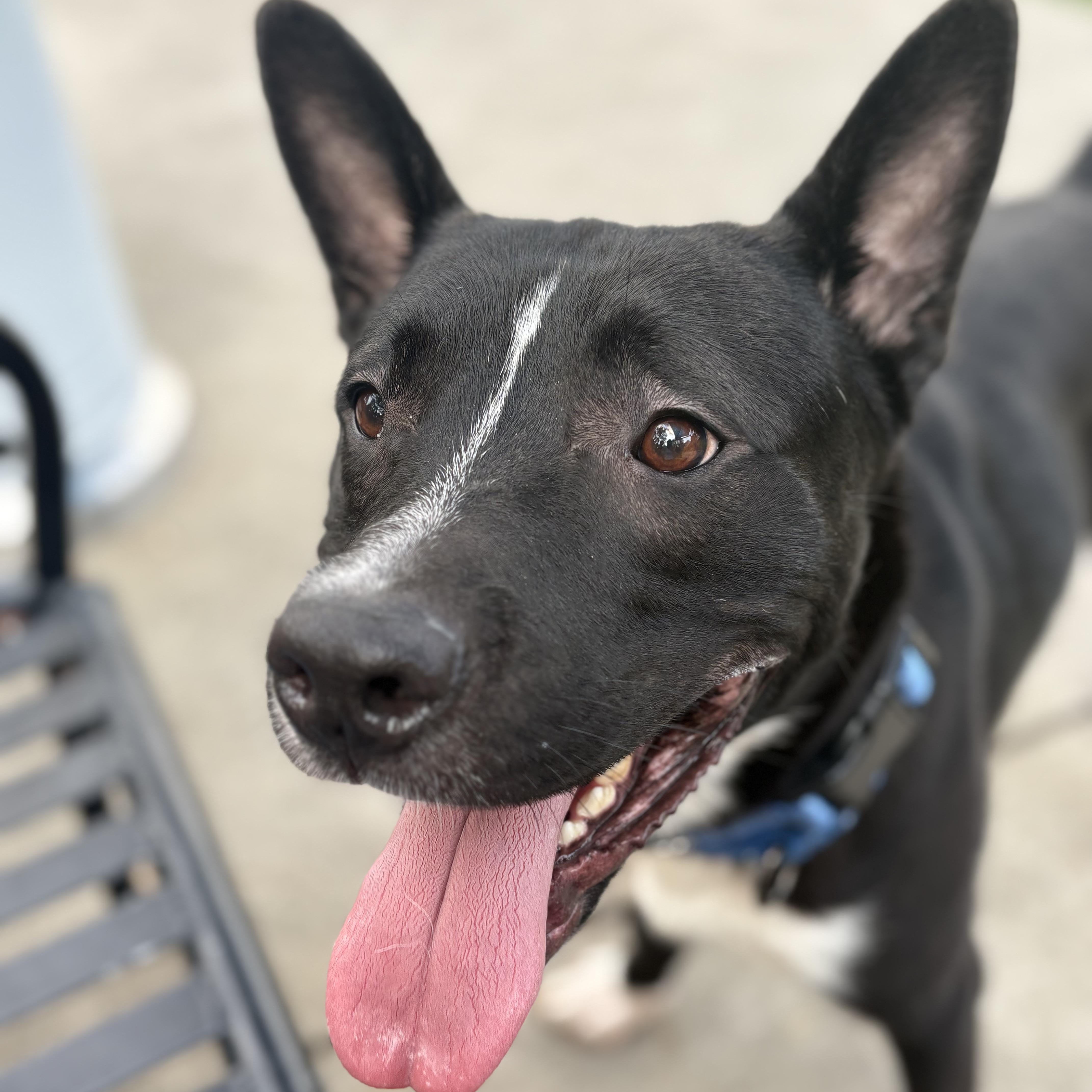 Enlarge Titan, a Adoptable mixed breed in Roswell, GA image 3/5