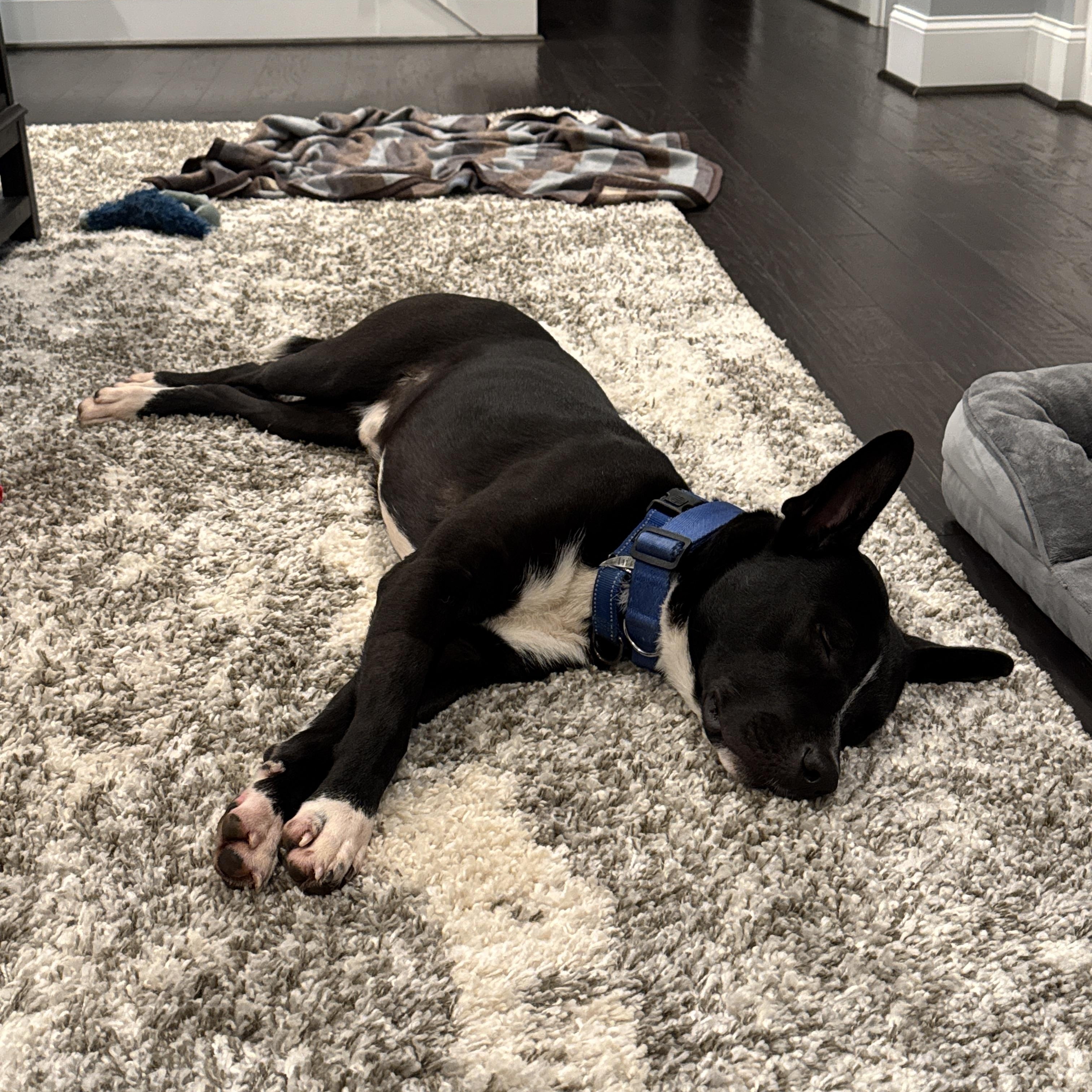 Enlarge Titan, a Adoptable mixed breed in Roswell, GA image 5/5