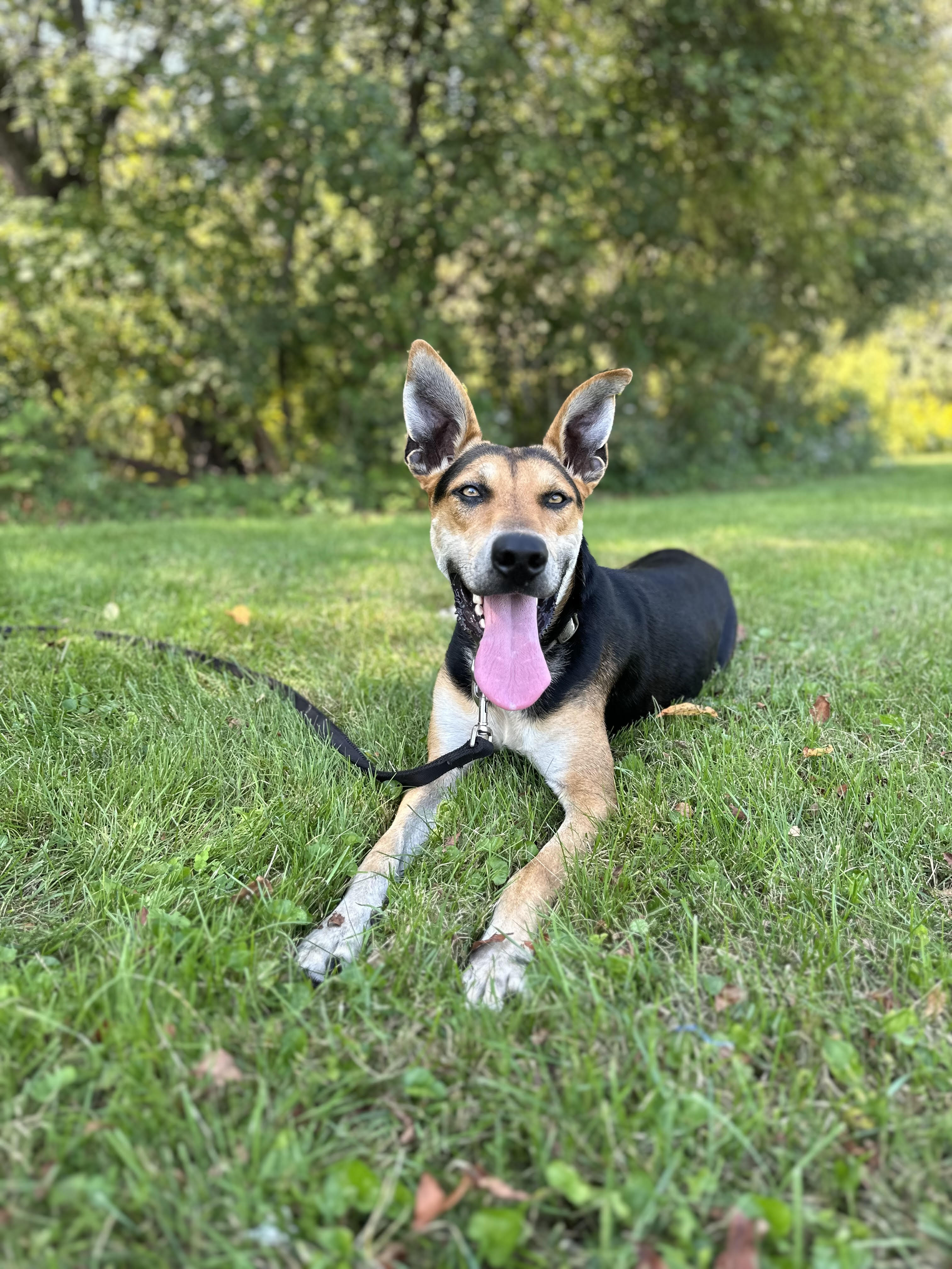 Enlarge Bruce, a Adoptable mixed breed in Weston, MA image 2/5
