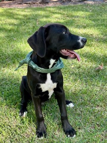 ROSCOE 4