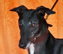 All Rum, Adoptable, Adult Male Greyhound.