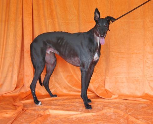 Enlarge All Rum, a Adoptable Greyhound in Douglasville, GA image 2/3