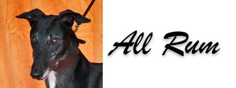 Enlarge All Rum, a Adoptable Greyhound in Douglasville, GA image 3/3