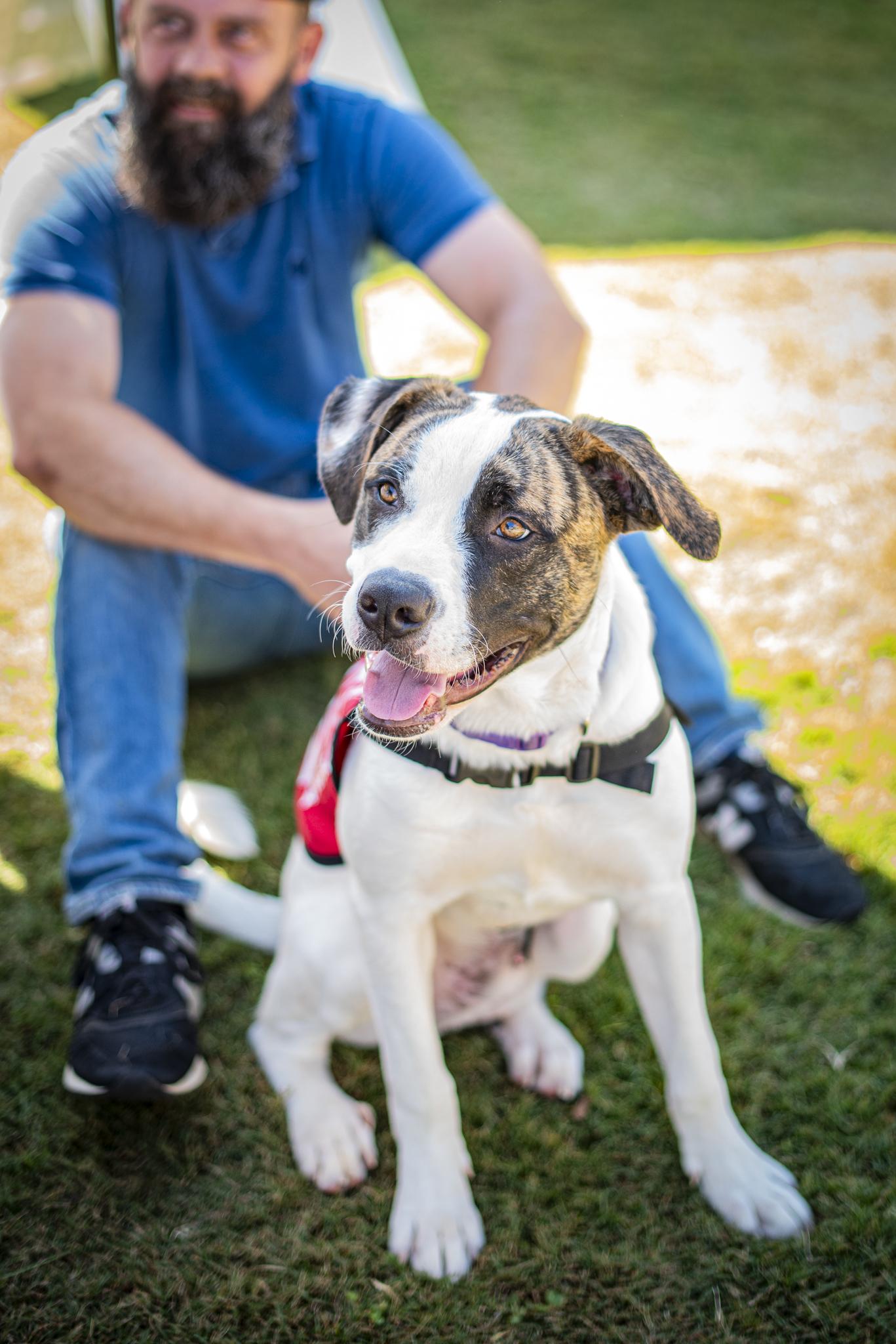 Enlarge Tyson, a Adoptable mixed breed in Athens, GA image 2/6