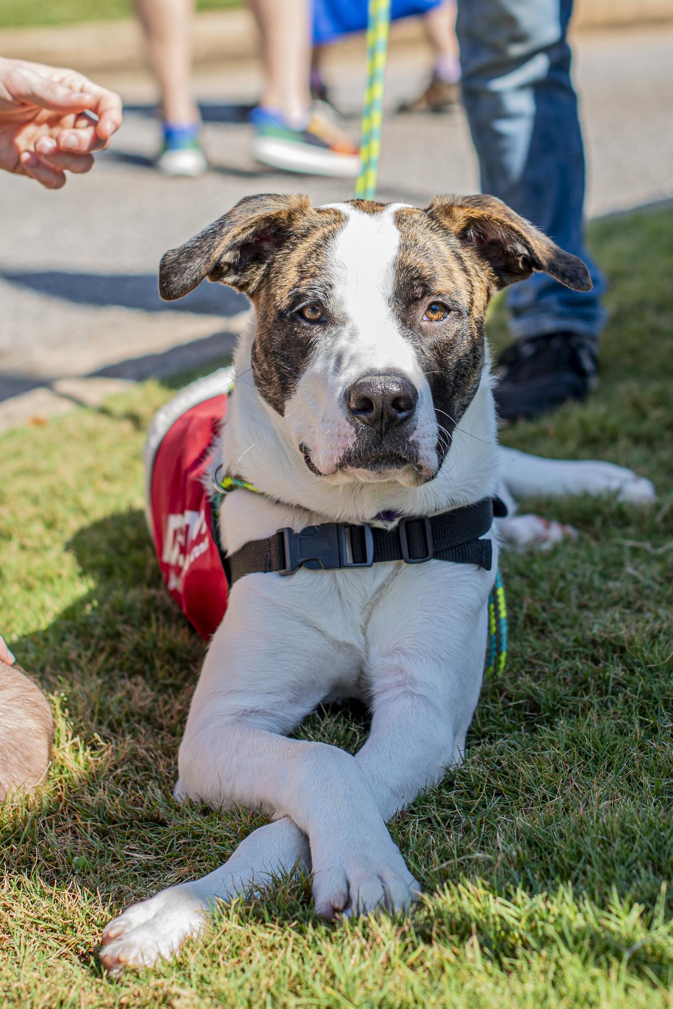 Enlarge Tyson, a Adoptable mixed breed in Athens, GA image 1/6