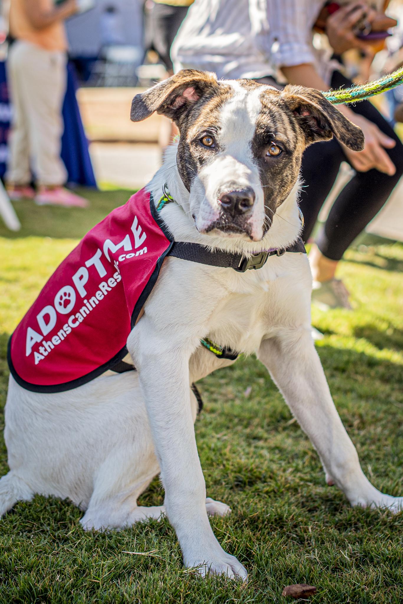 Enlarge Tyson, a Adoptable mixed breed in Athens, GA image 4/6