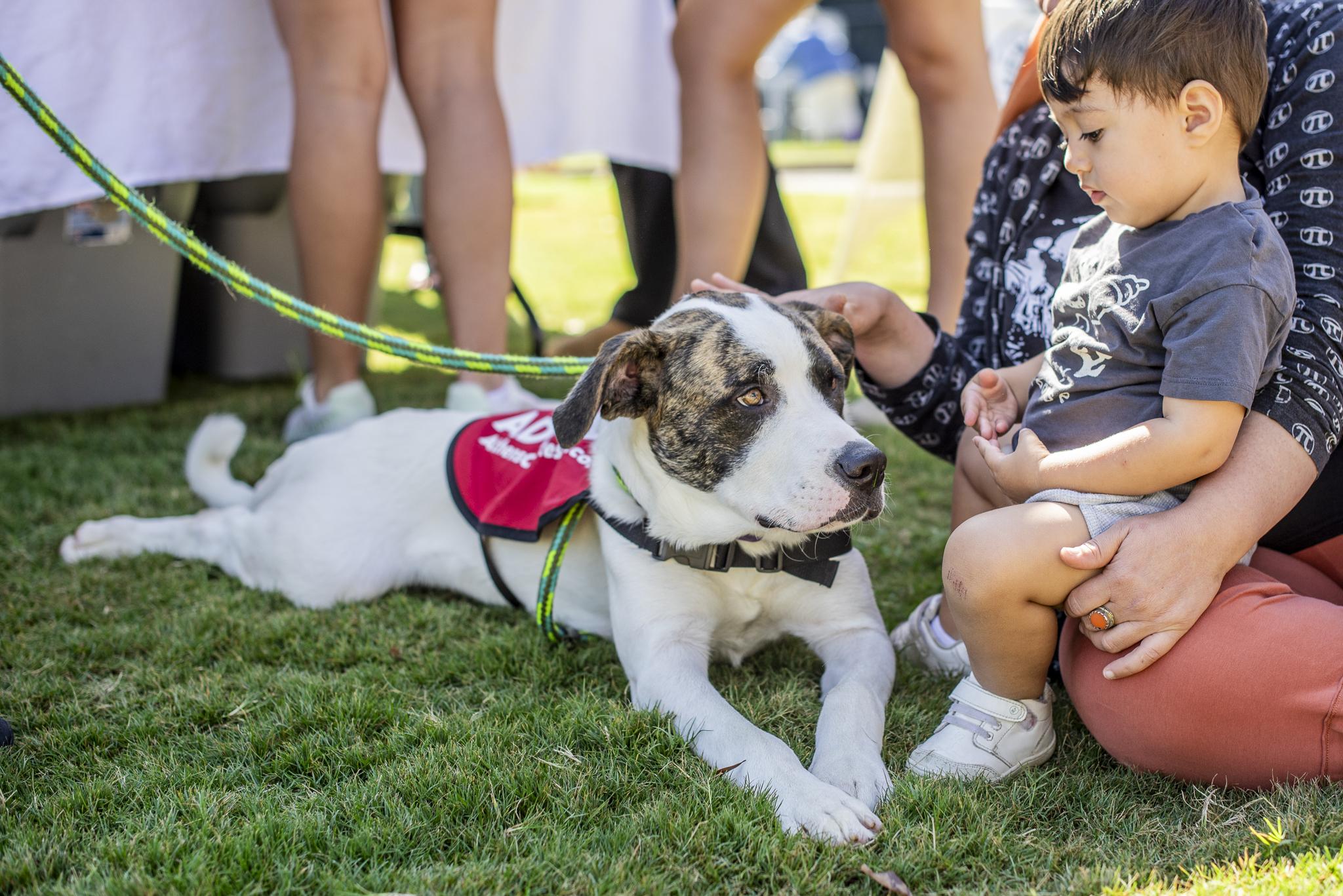 Enlarge Tyson, a Adoptable mixed breed in Athens, GA image 5/6