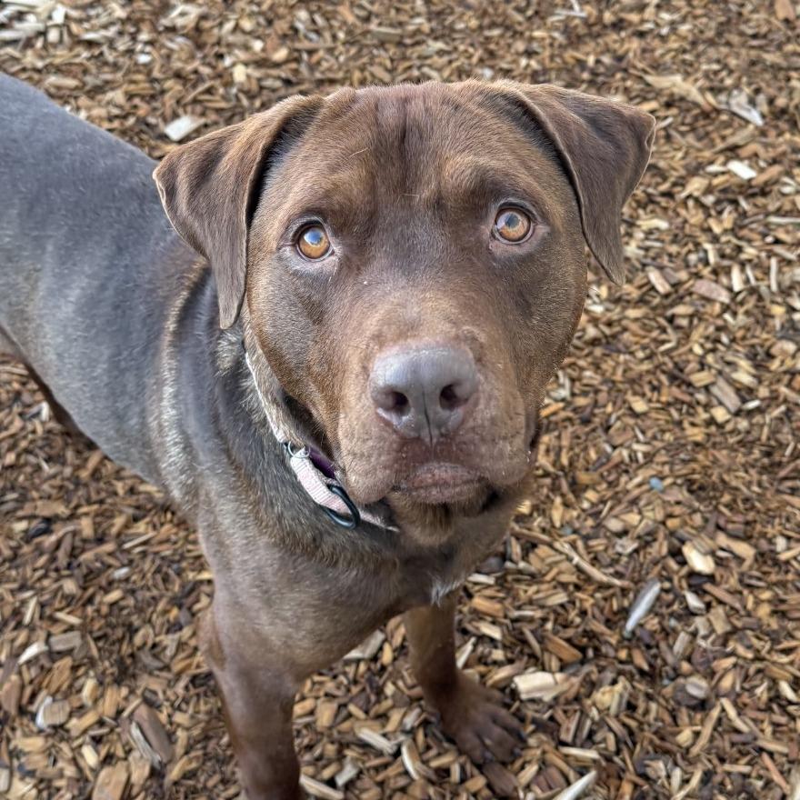 Enlarge Maximus, a Adoptable mixed breed in Tacoma, WA image 1/1