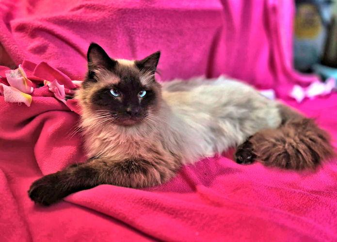 Khan, Adopted, Young Male Himalayan.