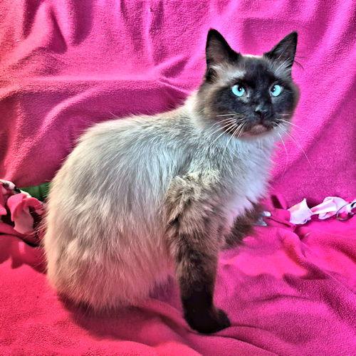 Enlarge Khan, a Adopted Himalayan in Rutherfordton, NC image 2/3