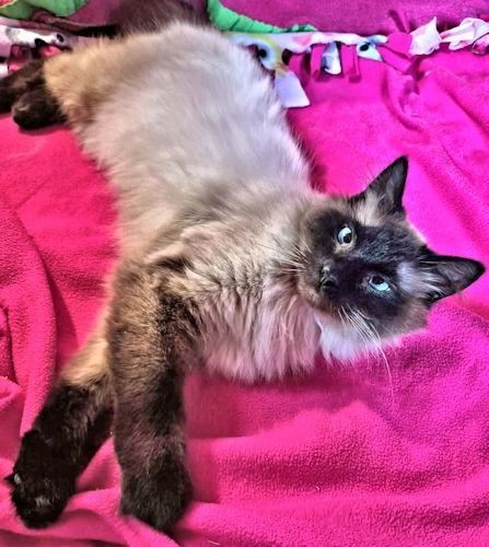 Enlarge Khan, a Adopted Himalayan in Rutherfordton, NC image 3/3