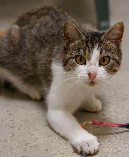 Destiny, Adoptable, Young Female Domestic Short Hair & Domestic Short Hair.