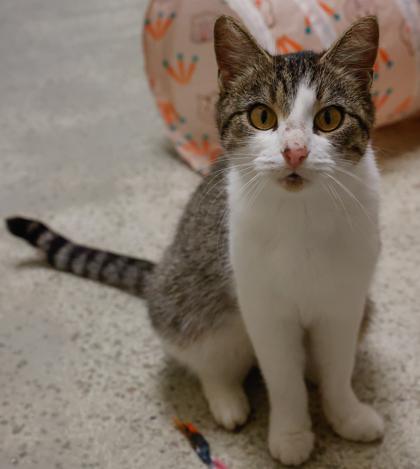 Enlarge Destiny, a Adoptable mixed breed in Baraboo, WI image 2/3