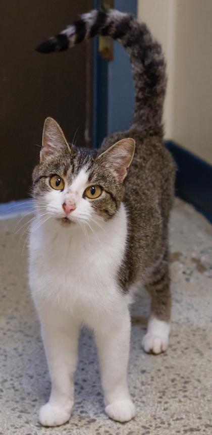 Enlarge Destiny, a Adoptable mixed breed in Baraboo, WI image 3/3