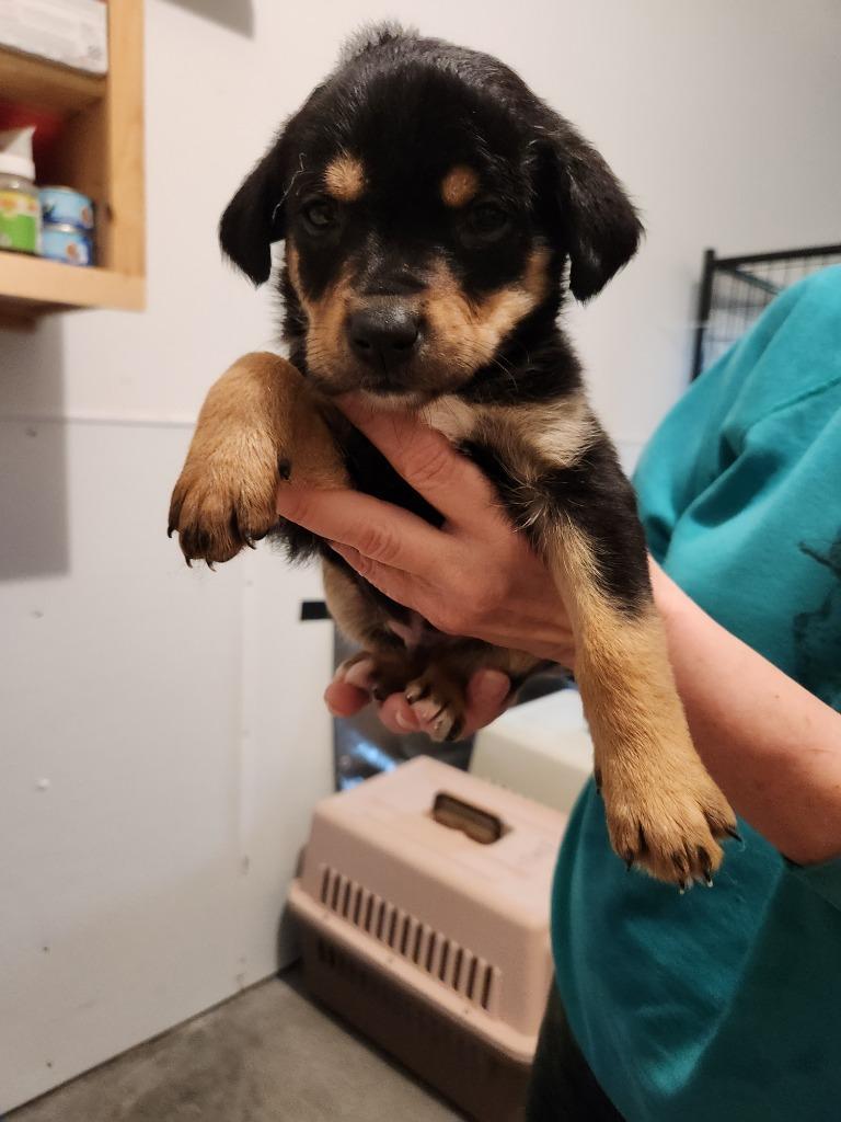 Loki, Adoptable, Young Male Labrador Retriever & Rottweiler.