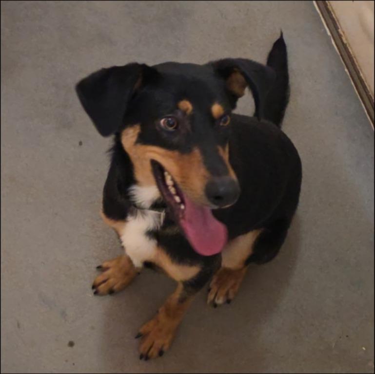 Enlarge Loki, a Adoptable mixed breed in Thompson Falls, MT image 2/3