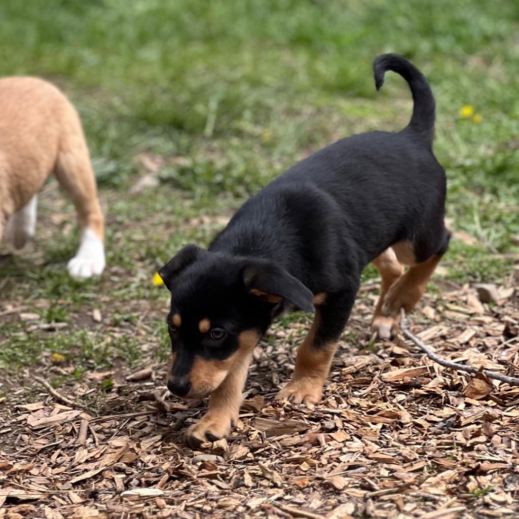 Enlarge Loki, a Adoptable mixed breed in Thompson Falls, MT image 3/3