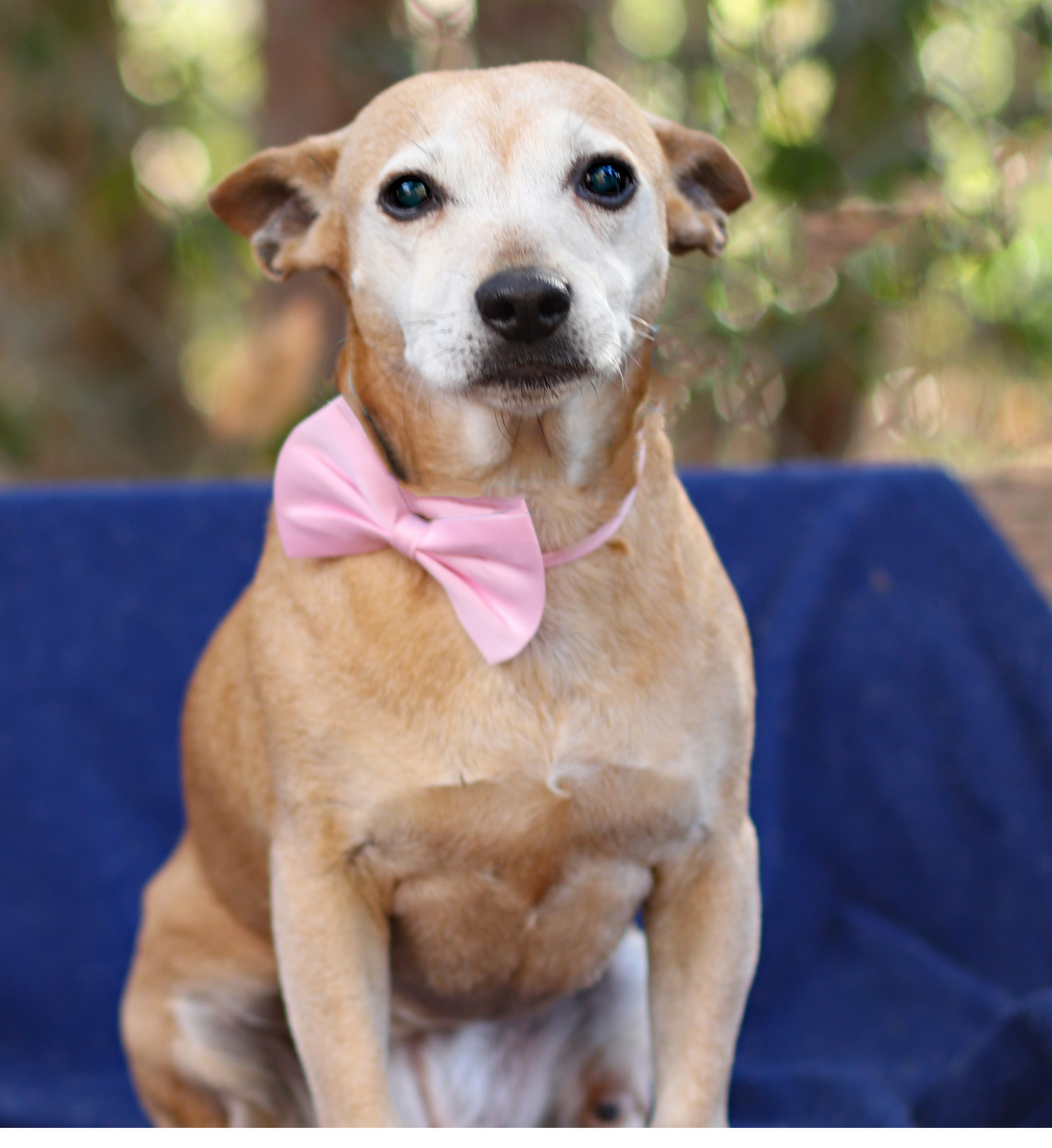 Enlarge Hannah, a Adopted mixed breed in Guntersville, AL image 2/4