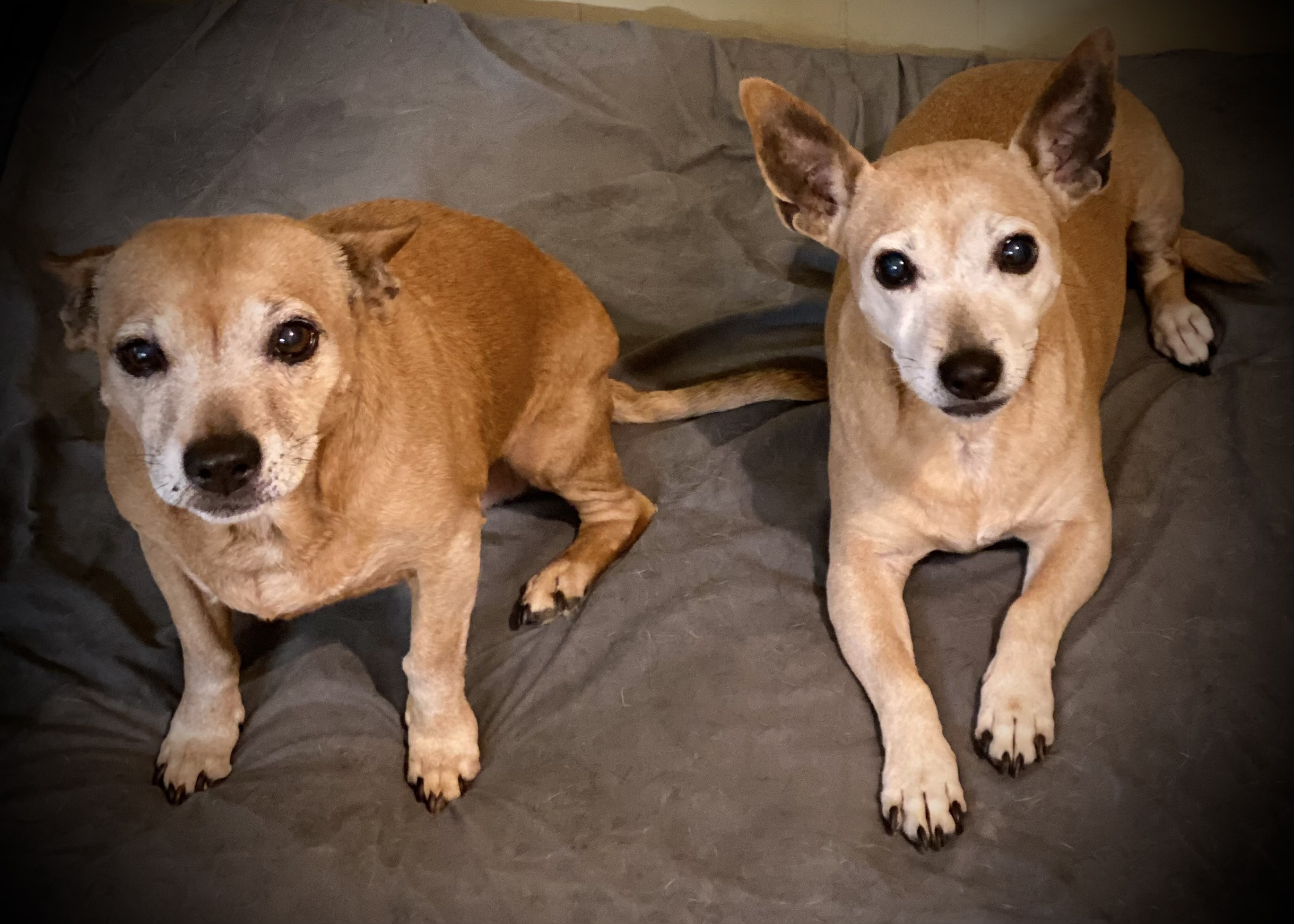 Enlarge Hannah, a Adopted mixed breed in Guntersville, AL image 3/4