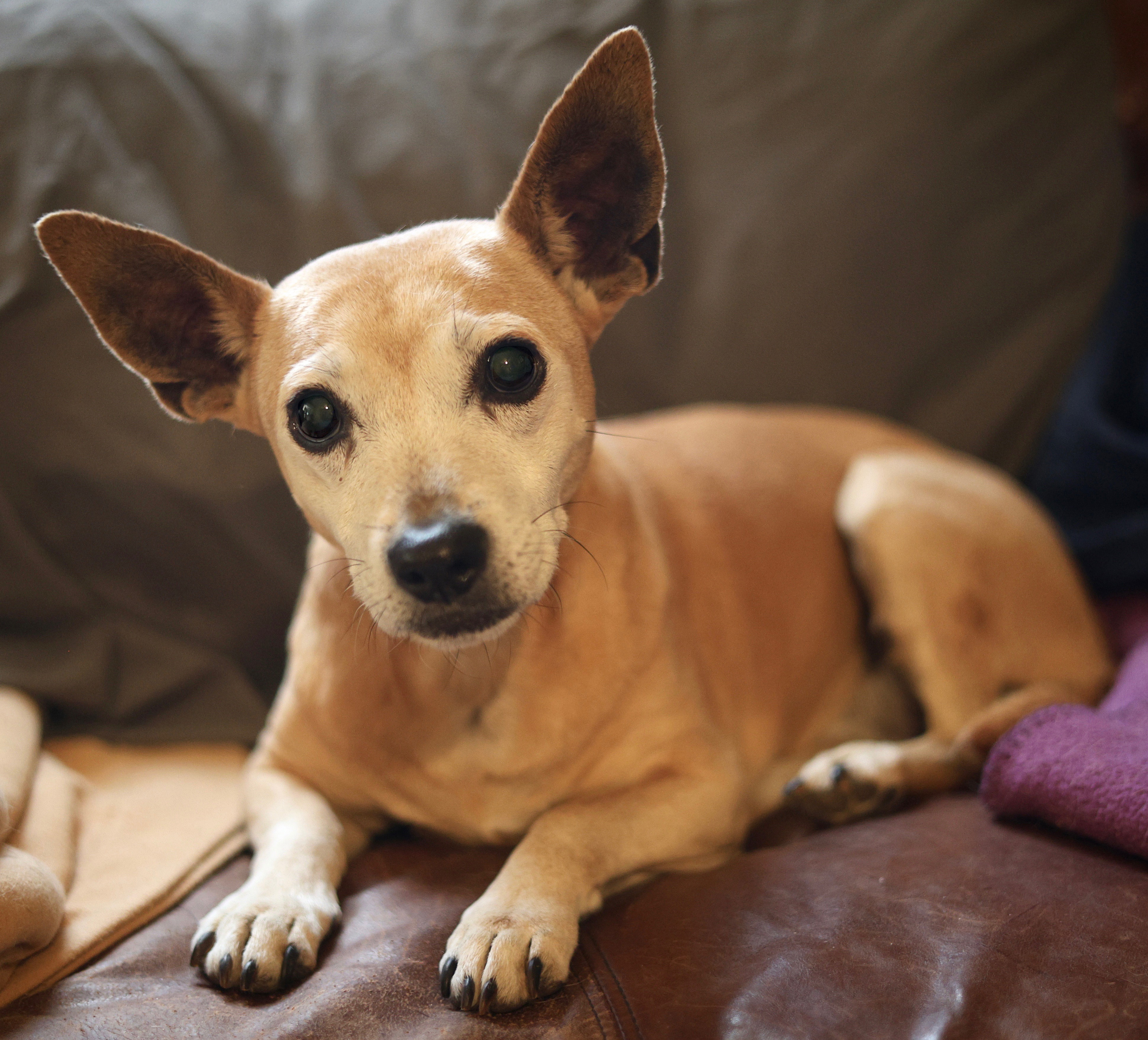Enlarge Hannah, a Adopted mixed breed in Guntersville, AL image 1/4
