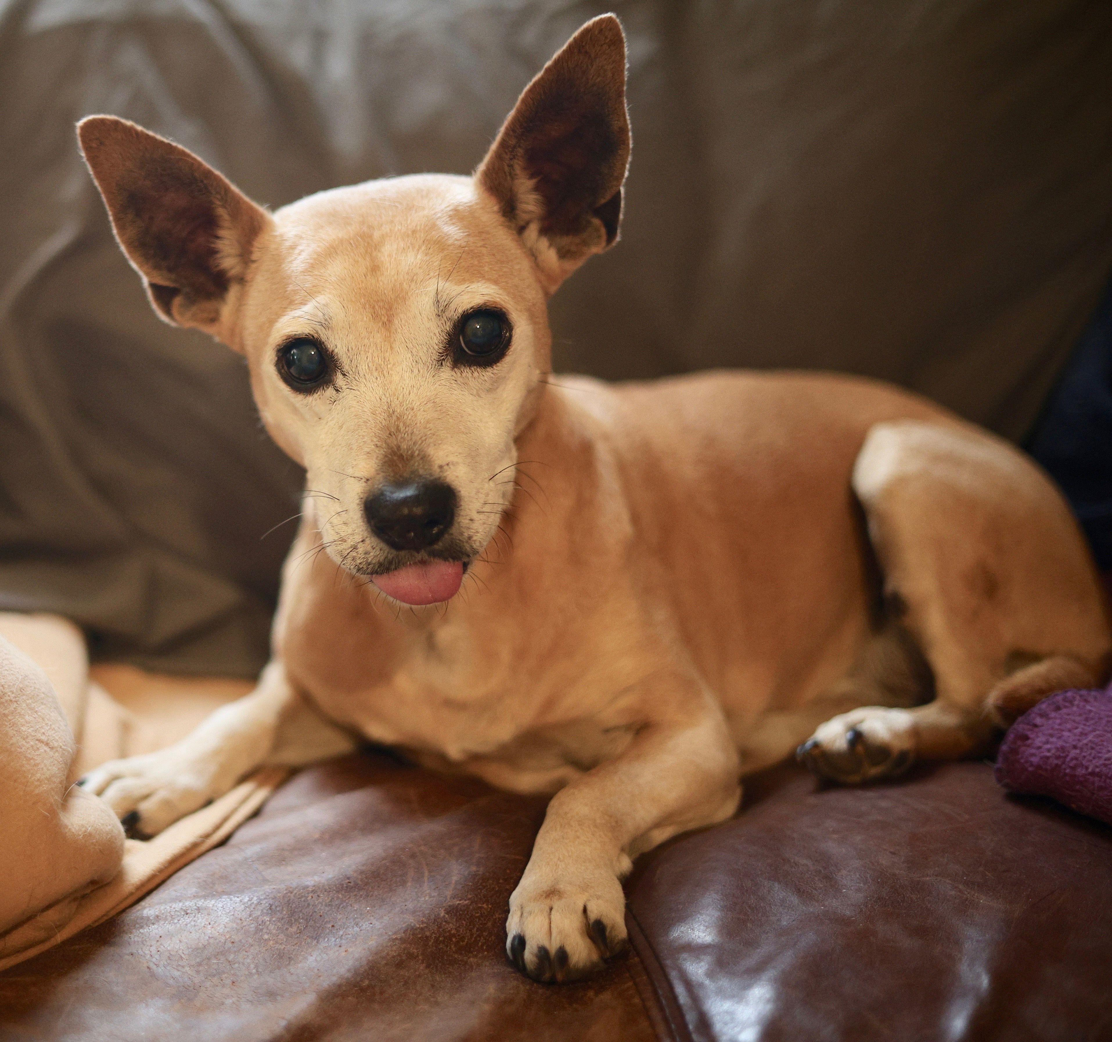 Enlarge Hannah, a Adopted mixed breed in Guntersville, AL image 4/4