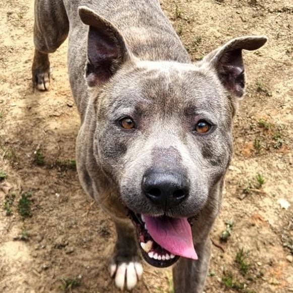 Benny, ADOPTABLE, Adult Male Mixed Breed.