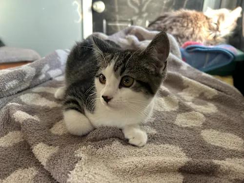 Camilla, Adoptable, Kitten Female Domestic Short Hair.