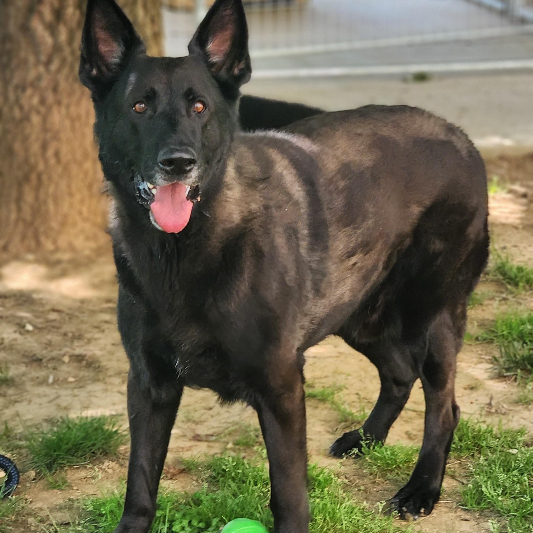 Diesel, a ADOPTABLE mixed breed in Stanley, VA image 2/4