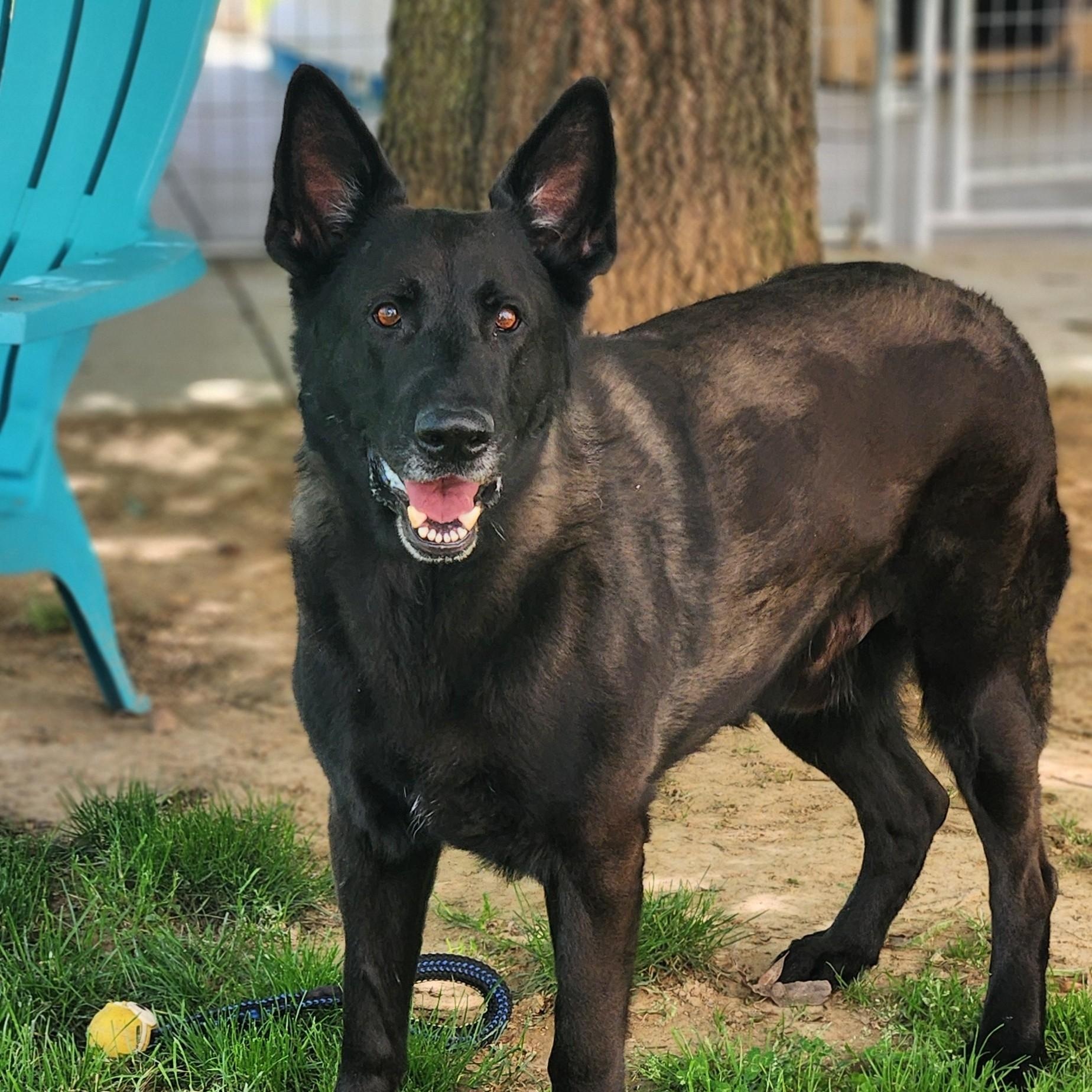 Diesel, a ADOPTABLE mixed breed in Stanley, VA image 3/4