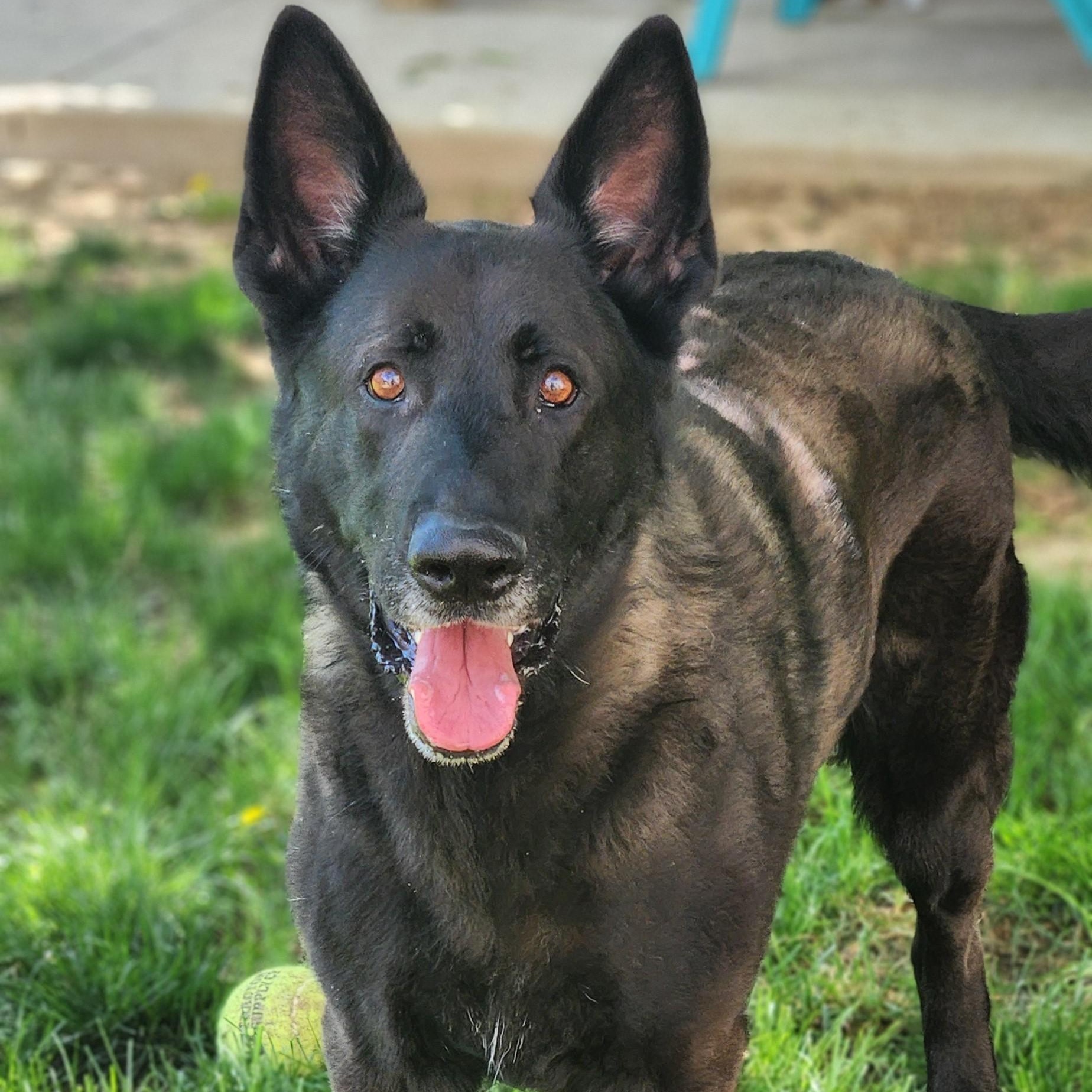 Diesel, a ADOPTABLE mixed breed in Stanley, VA image 1/4