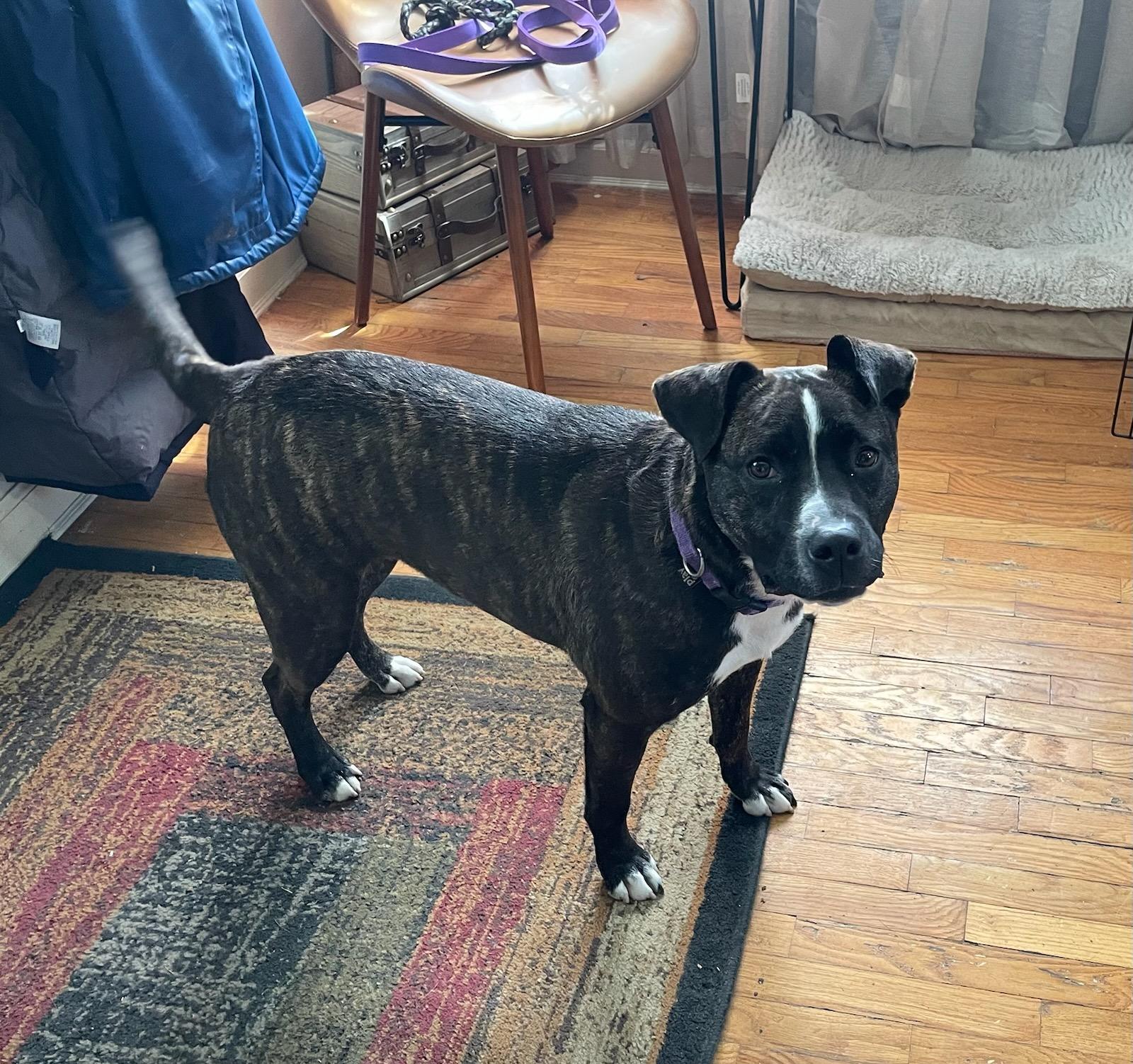 Roxie, Adoptable, Adult Female Terrier.