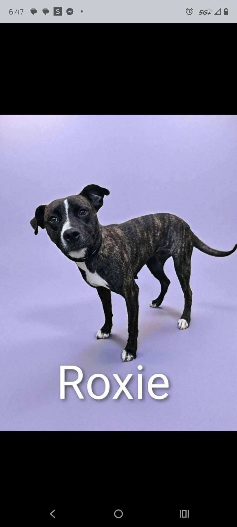 Enlarge Roxie, a Adoptable mixed breed in Lima, OH image 1/1