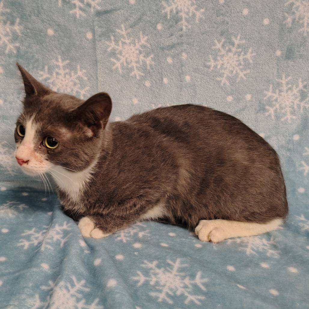 Enlarge Pequeno, a Adoptable Domestic Short Hair in Coos Bay, OR image 1/3