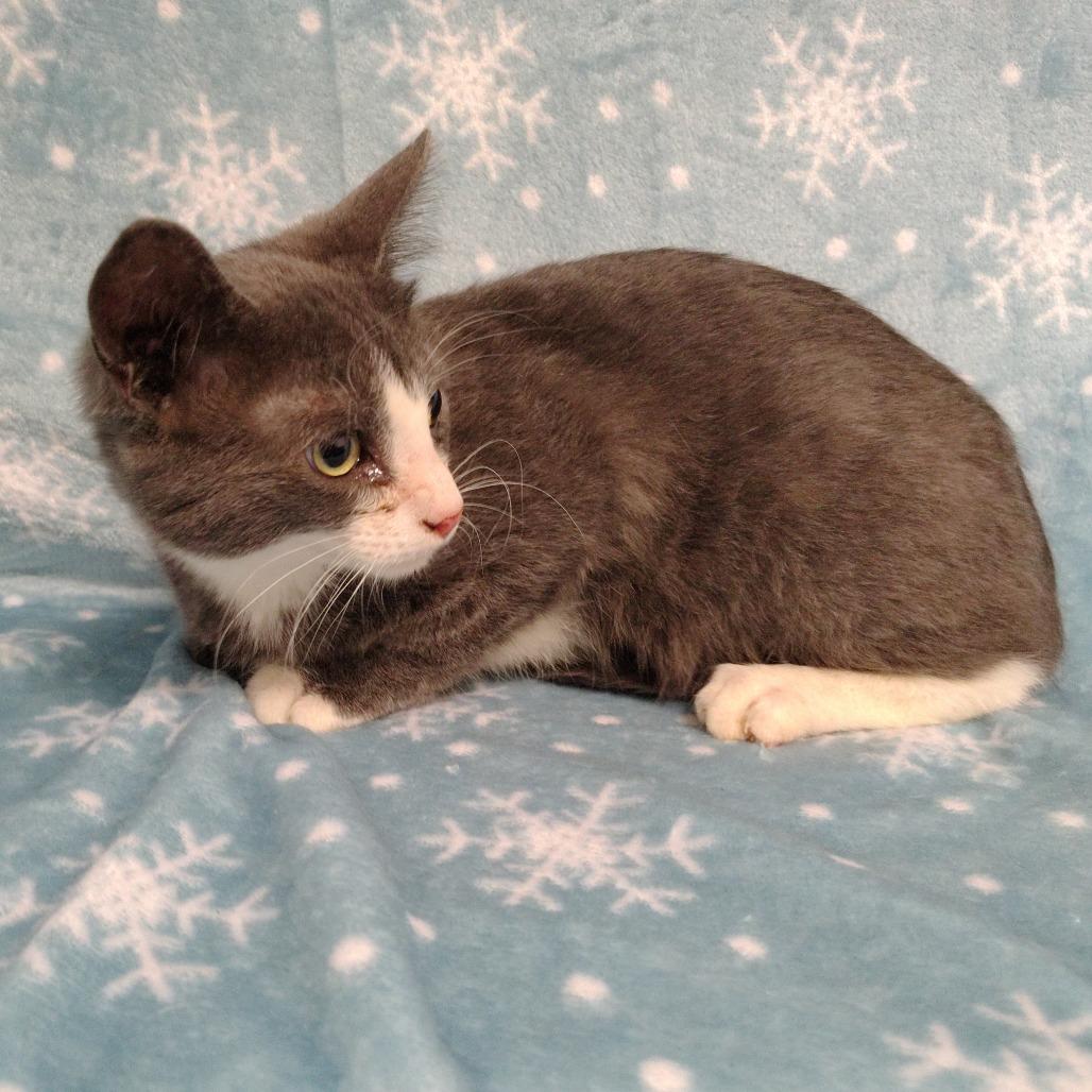 Enlarge Pequeno, a Adoptable Domestic Short Hair in Coos Bay, OR image 2/3