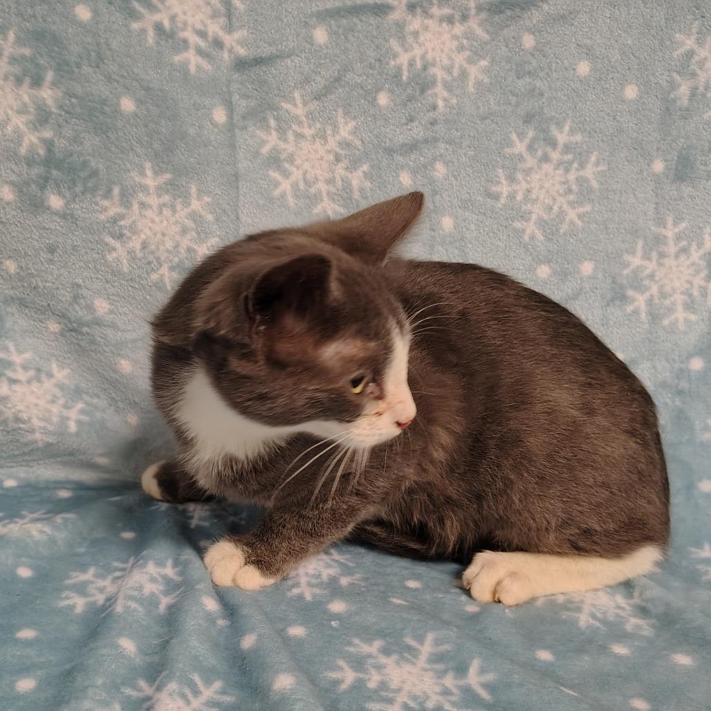 Enlarge Pequeno, a Adoptable Domestic Short Hair in Coos Bay, OR image 3/3