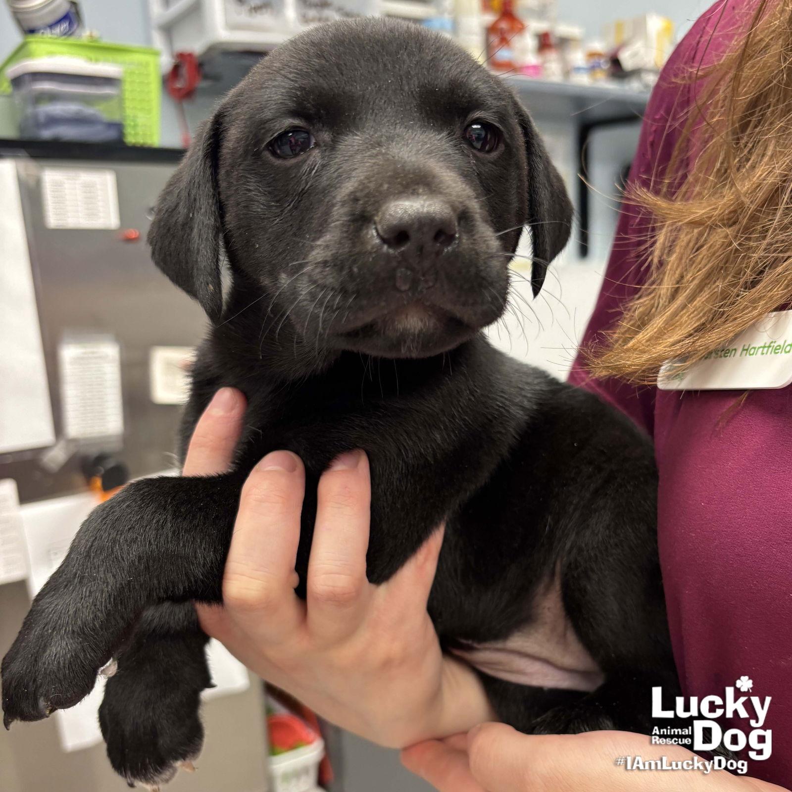 Enlarge Sandie, a Adopted mixed breed in Washington, DC image 2/2