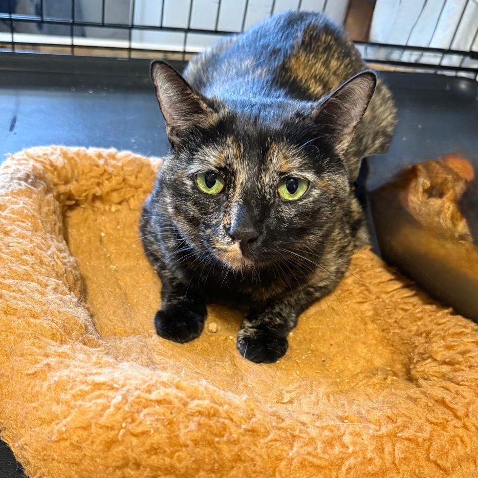 Caty & Simba, ADOPTABLE, Young Female Domestic Short Hair.