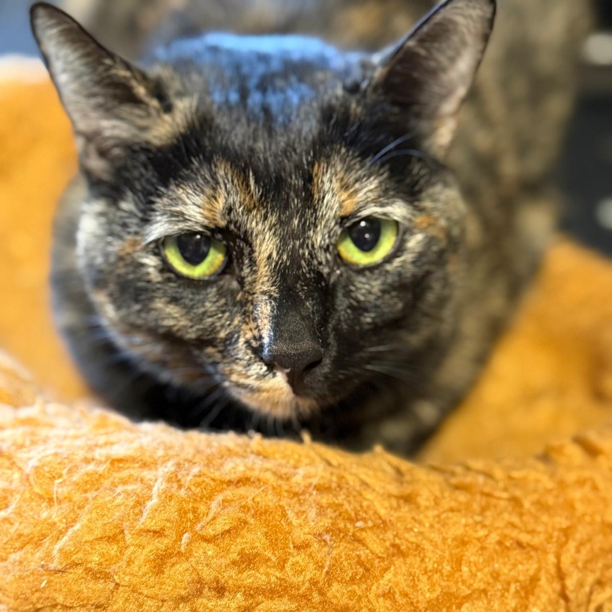 Enlarge Caty & Simba, a ADOPTABLE mixed breed in Hopkinton, MA image 2/3